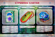 Стенды для кабинета биологии - «globural.ru» - Карпинск