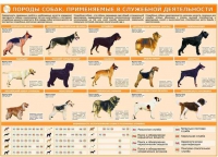 Комплект плакатов "Кинология" - «globural.ru» - Карпинск