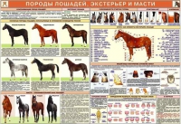 Комплект плакатов "Служебное коневодство" - «globural.ru» - Карпинск