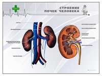Стенд "Строение почки человека" - «globural.ru» - Карпинск