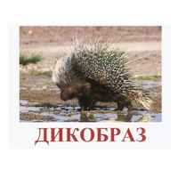 Карточки Домана "Дикие животные-3" - «globural.ru» - Карпинск