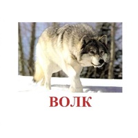 Карточки Домана "Дикие животные-1" - «globural.ru» - Карпинск