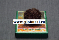 Сухой препарат "Еж морской" - «globural.ru» - Карпинск