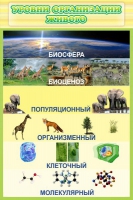 Стенд "Уровни организации живого" - «globural.ru» - Карпинск