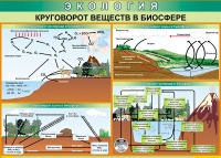 Таблица Круговорот веществ в биосфере 1000*700 винил - «globural.ru» - Карпинск
