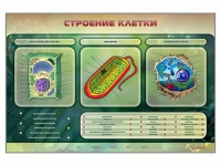 Электрифицированный стенд "Строение клетки" с маркерными полями - «globural.ru» - Карпинск