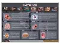 Стенд "Курение" (вариант 1) - «globural.ru» - Карпинск