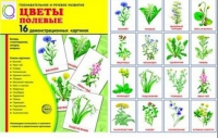 Демонстрационные карточки "Цветы полевые" - «globural.ru» - Карпинск