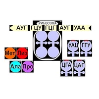 Модель-аппликация "Биосинтез белка" (ламинированная) - «globural.ru» - Карпинск