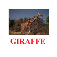 "Wild Animals-1" ("Дикие животные-1") английские карточки Домана - «globural.ru» - Карпинск