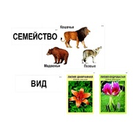 Модель-аппликация "Классификация растений и животных" (ламинированная) - «globural.ru» - Карпинск