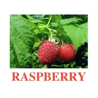 "Berries-1" ("Ягоды-1") английские карточки Домана - «globural.ru» - Карпинск