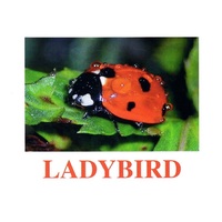 "Insects" ("Насекомые") английские карточки Домана - «globural.ru» - Карпинск