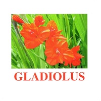 "Flowers-1" ("Цветы-1") английские карточки Домана - «globural.ru» - Карпинск