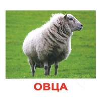 .Карточки Домана "Домашние животные" - «globural.ru» - Карпинск