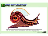 Рельефная таблица "Внутреннее строение брюхоногого моллюска" (формат А1, матовое ламинир.) - «globural.ru» - Карпинск