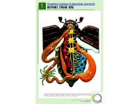 Рельефная таблица "Внутреннее строение жука" (формат А1, матовое ламинир.) - «globural.ru» - Карпинск