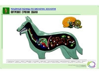 Рельефная таблица "Внутреннее строение собаки" (формат А1, матовое ламинир.) - «globural.ru» - Карпинск