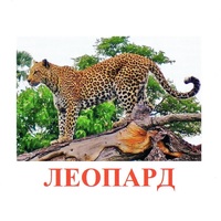 Карточки Домана "Дикие животные-2" - «globural.ru» - Карпинск