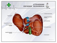 Стенд "Строение печени человека" - «globural.ru» - Карпинск