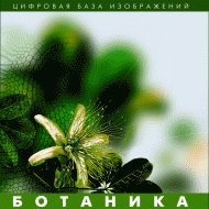 Ботаника. (Цифровая база изображений) - «globural.ru» - Карпинск