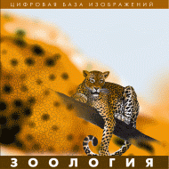 Зоология. (Цифровая база изображений) - «globural.ru» - Карпинск