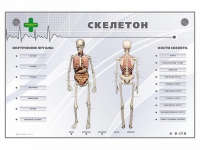 Электрифицированный стенд-тренажер "Скелетон" - «globural.ru» - Карпинск