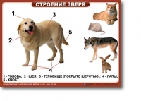 Ознакомление с окружающим миром. 1-4 класс. Комплект таблиц. Наглядные пособия для начальной школы, учебные пособия - «globural.ru» - Карпинск