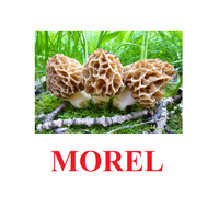 "Mushrooms" ("Грибы") английские карточки Домана - «globural.ru» - Карпинск