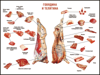 Правила разделки мясных туш "Говядина и телятина" 1000*1400 винил - «globural.ru» - Карпинск