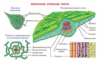 Плакаты и таблицы по биологии - «globural.ru» - Карпинск