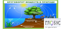 Стенд "Круговорот веществ" - «globural.ru» - Карпинск