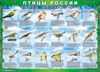 Таблица Птицы России из  4 листов в комплекте 1000*1400 винил	 - «globural.ru» - Карпинск
