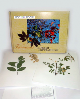 Гербарий Деревья и кустарники (20 видов) - «globural.ru» - Карпинск