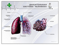Стенд "Дыхательная система человека" - «globural.ru» - Карпинск