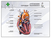 Стенд "Строение сердца человека" - «globural.ru» - Карпинск