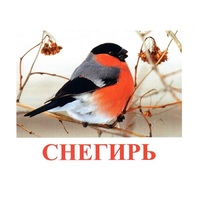 Карточки Домана "Птицы-1" - «globural.ru» - Карпинск