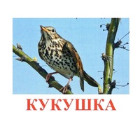 Карточки Домана "Птицы-3" - «globural.ru» - Карпинск
