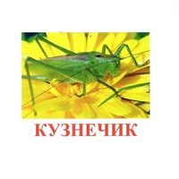 Карточки Домана "Насекомые" - «globural.ru» - Карпинск