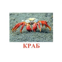 Карточки Домана "Подводный мир" - «globural.ru» - Карпинск