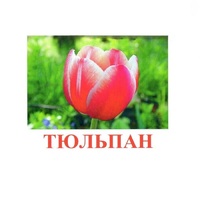 Карточки Домана "Цветы-1" - «globural.ru» - Карпинск