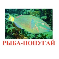 Карточки Домана "Рыбы" - «globural.ru» - Карпинск