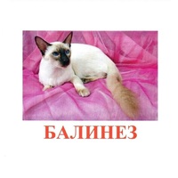 Карточки Домана "Породы кошек" - «globural.ru» - Карпинск
