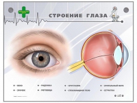 Интерактивный стенд "Строение глаза" - «globural.ru» - Карпинск