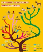Стенд "Развитие животного мира на земле" - «globural.ru» - Карпинск