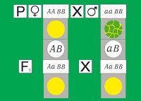 Модель-аппликация Дигибридное скрещивание. Законы Менделя. (набор из 84 карт) - «globural.ru» - Карпинск