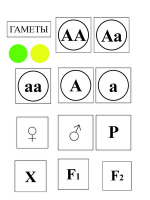 Модель-аппликация Моногибридное скрещивание и его цитологические основы - «globural.ru» - Карпинск