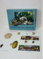 Коллекция "Раковины моллюсков" (вариант 2) - «globural.ru» - Карпинск