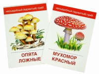 Раздаточные карточки "Грибы съедобные и не съедобные" - «globural.ru» - Карпинск