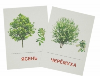 Раздаточные карточки "Деревья и кустарники" - «globural.ru» - Карпинск